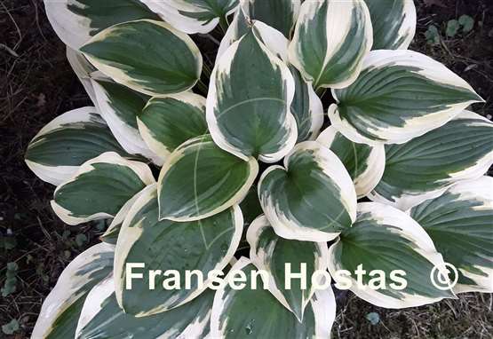 Hosta Angel Feathers